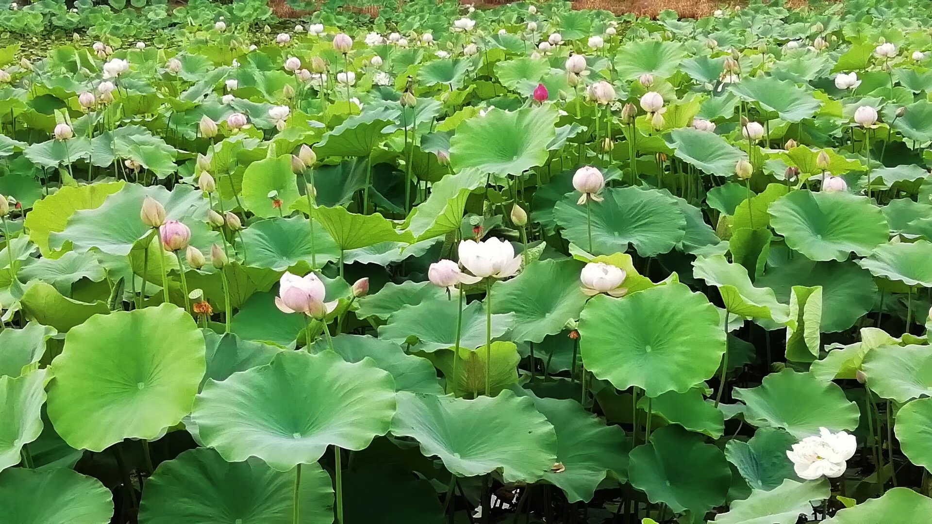 水晶级意象对话心理师史晋