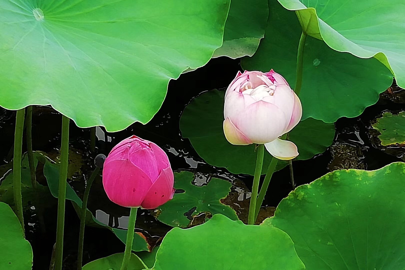 意象对话