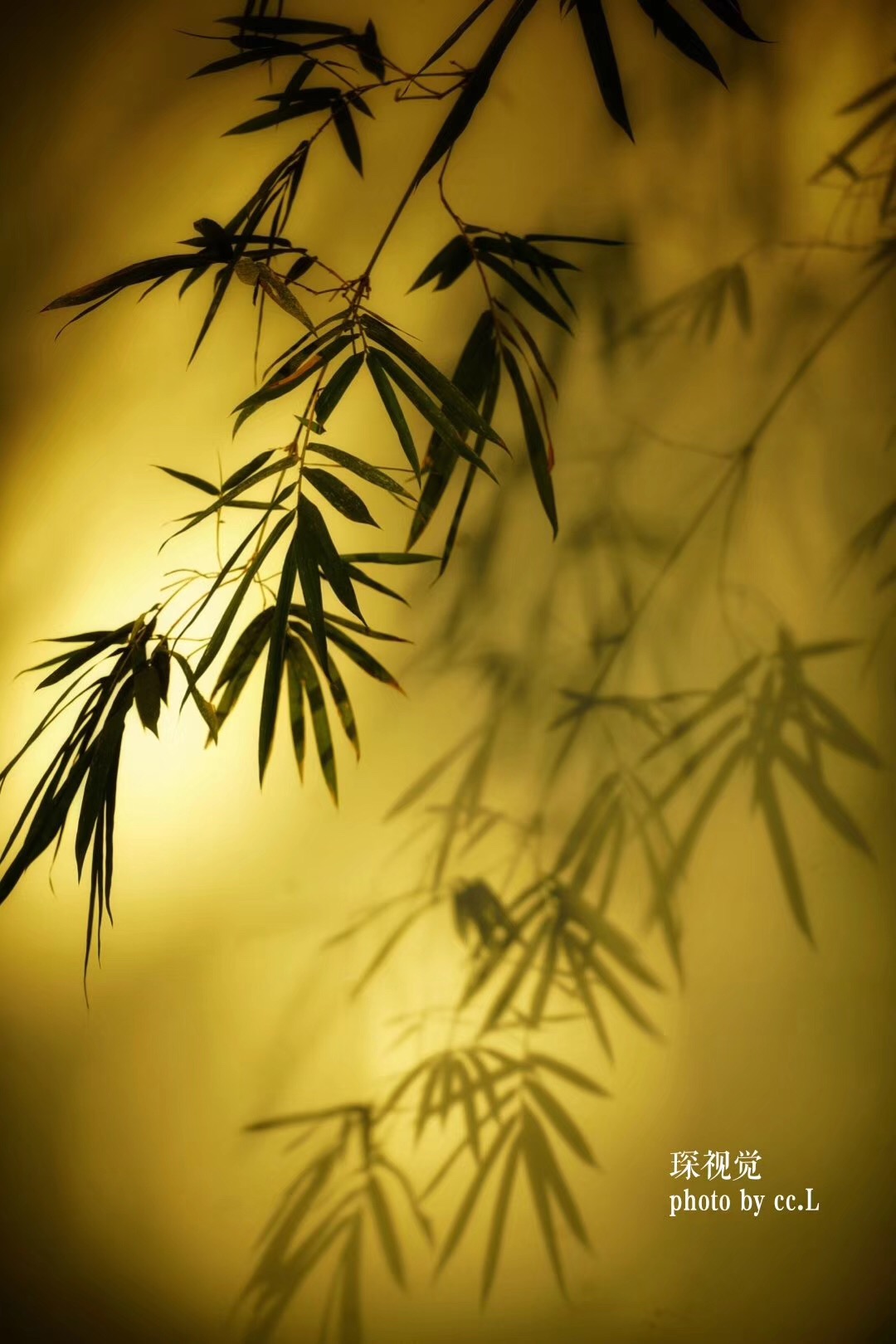 深圳情绪情感心理咨询:走出焦虑抑郁的第一步——接纳不完美和错误