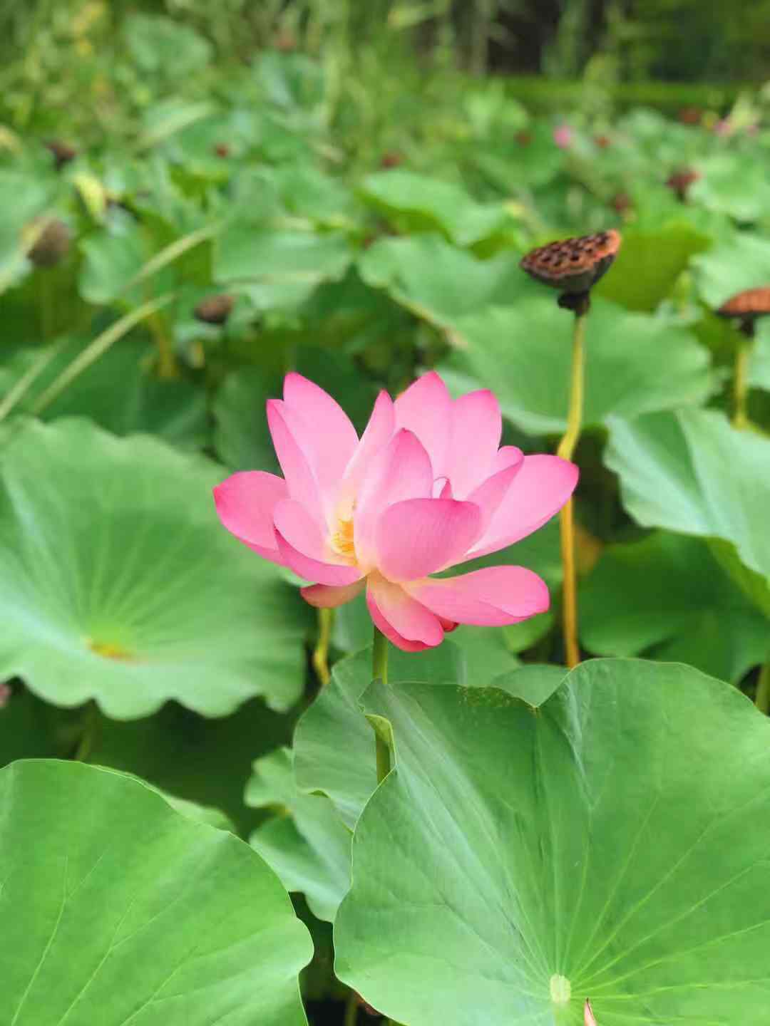 深圳心理咨询：如何转化内在的匮乏感？