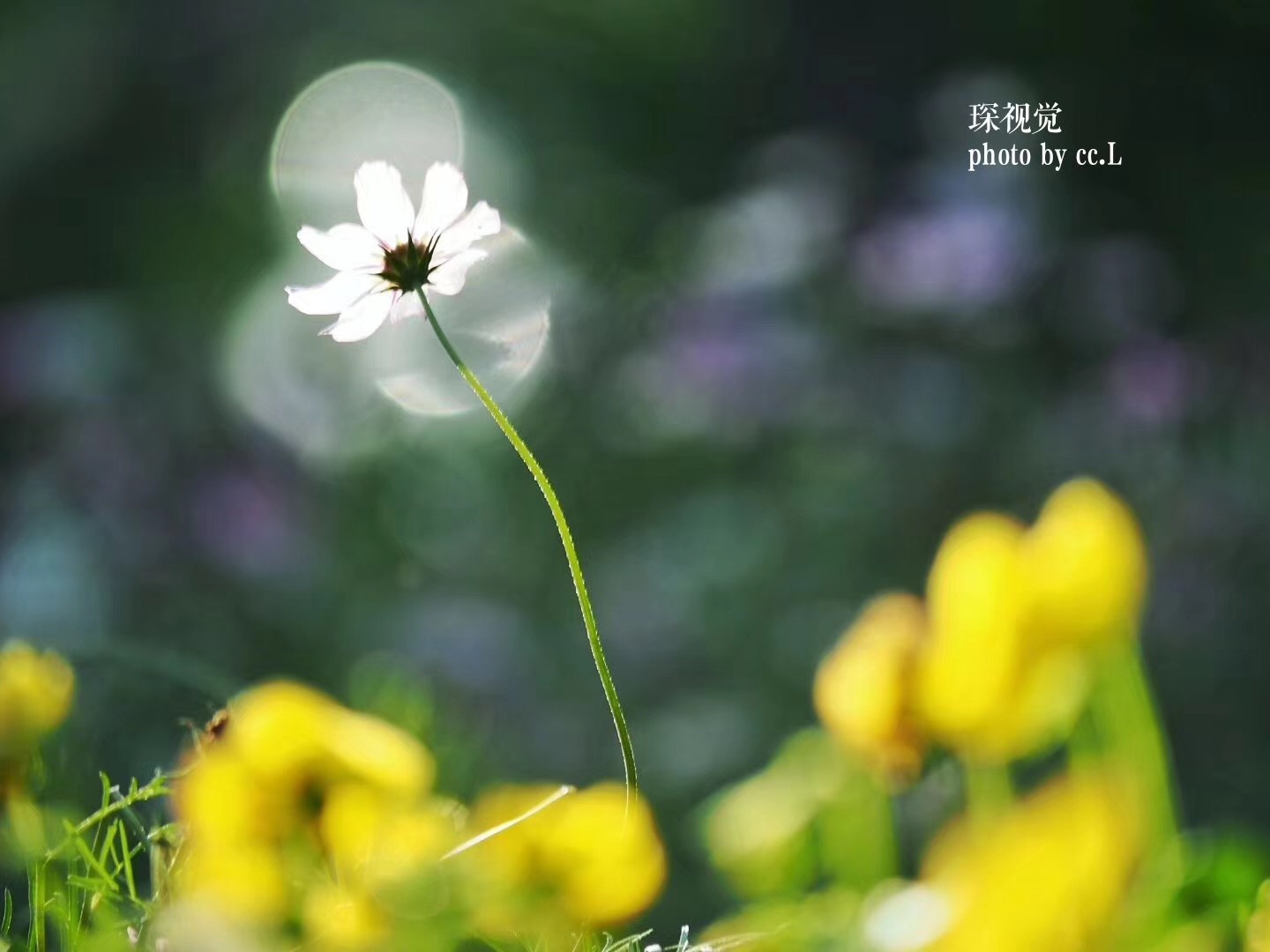 意象咨询手记 | 赵燕程：脑袋里长出的钉子