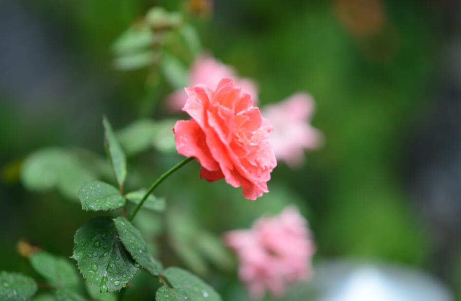 心海湾心理咨询师伍闲闲：虎爸虎妈的楷模：孟母