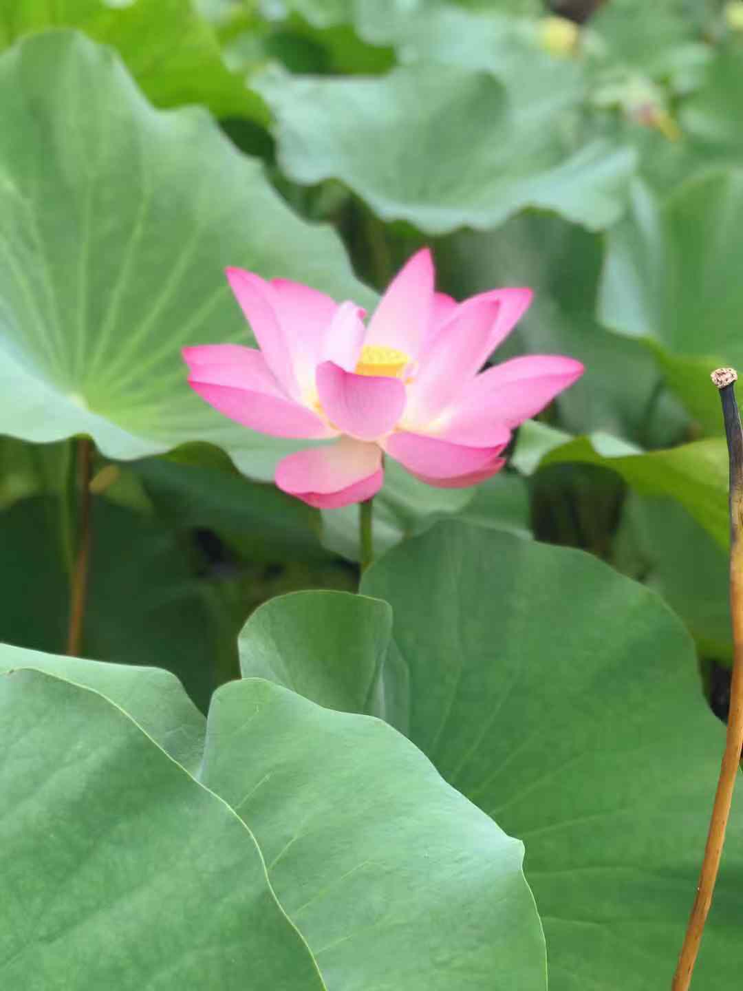 深圳心理咨询：如何从内疚中解脱？