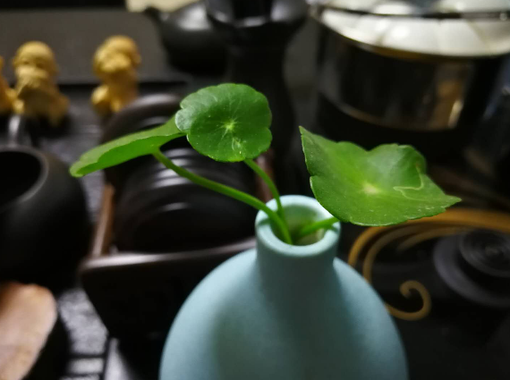 心理专家朱建军：认知重塑的方法和要点