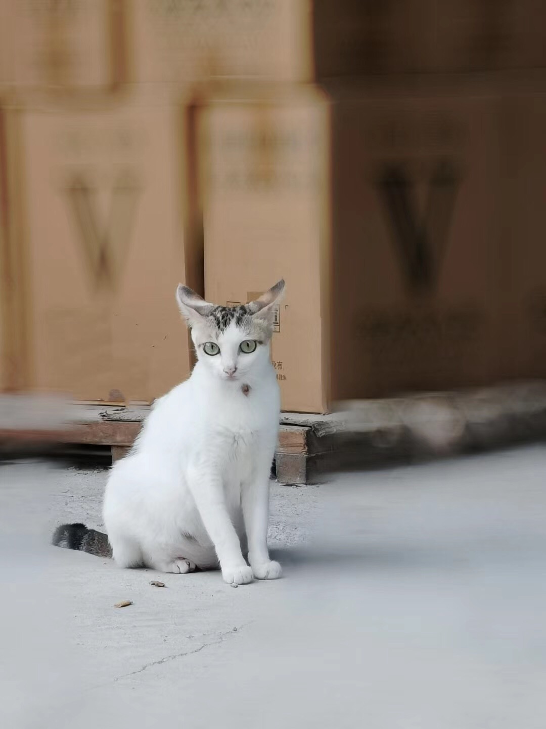 心理专家朱建军：从猫延伸的“价值”心理