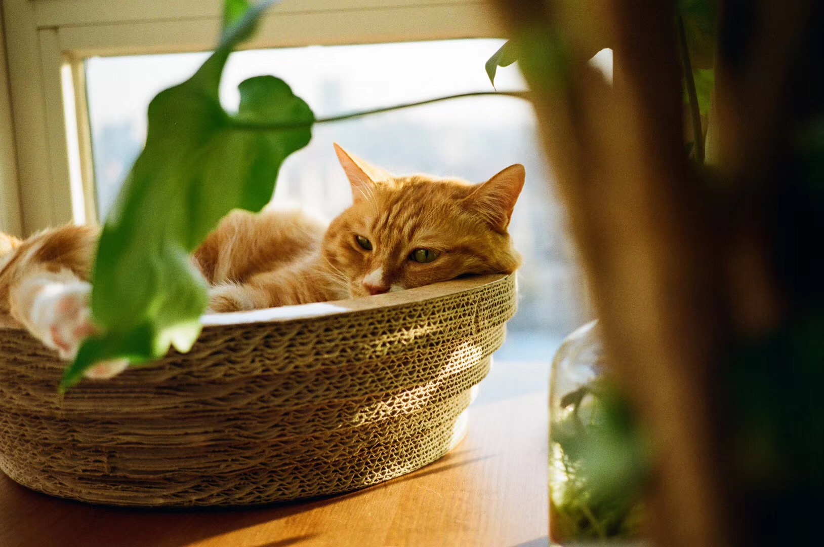 心理专家朱建军：“猫奴”爱还是不爱？