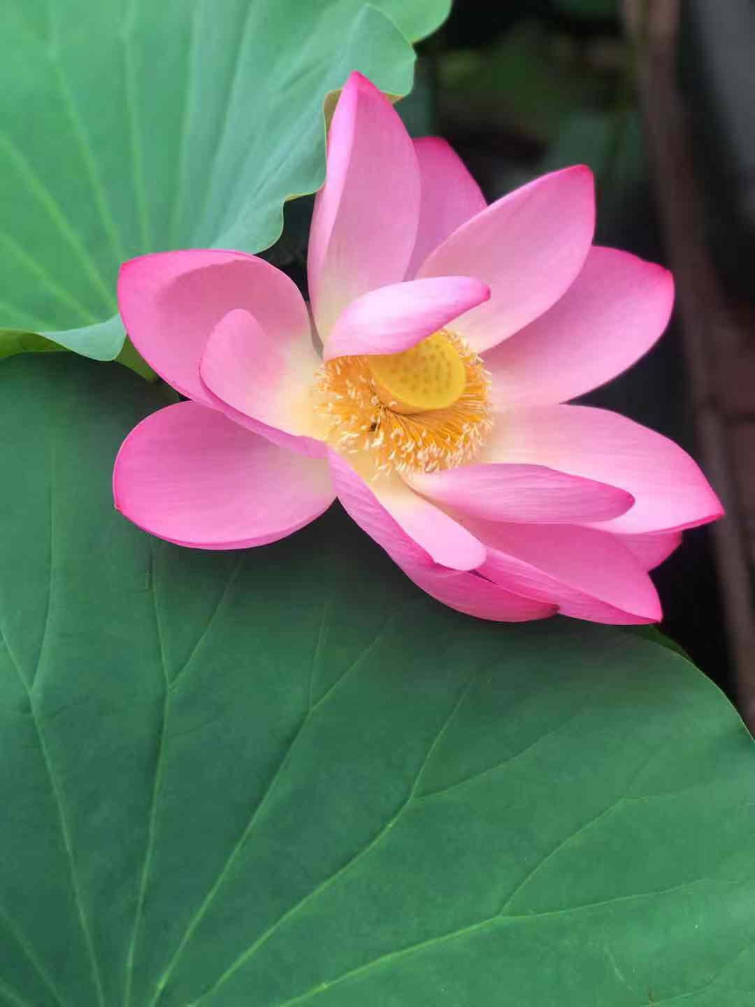 心理咨询专家朱建军：阴阳相济，真正厉害的人，是气质平衡的人