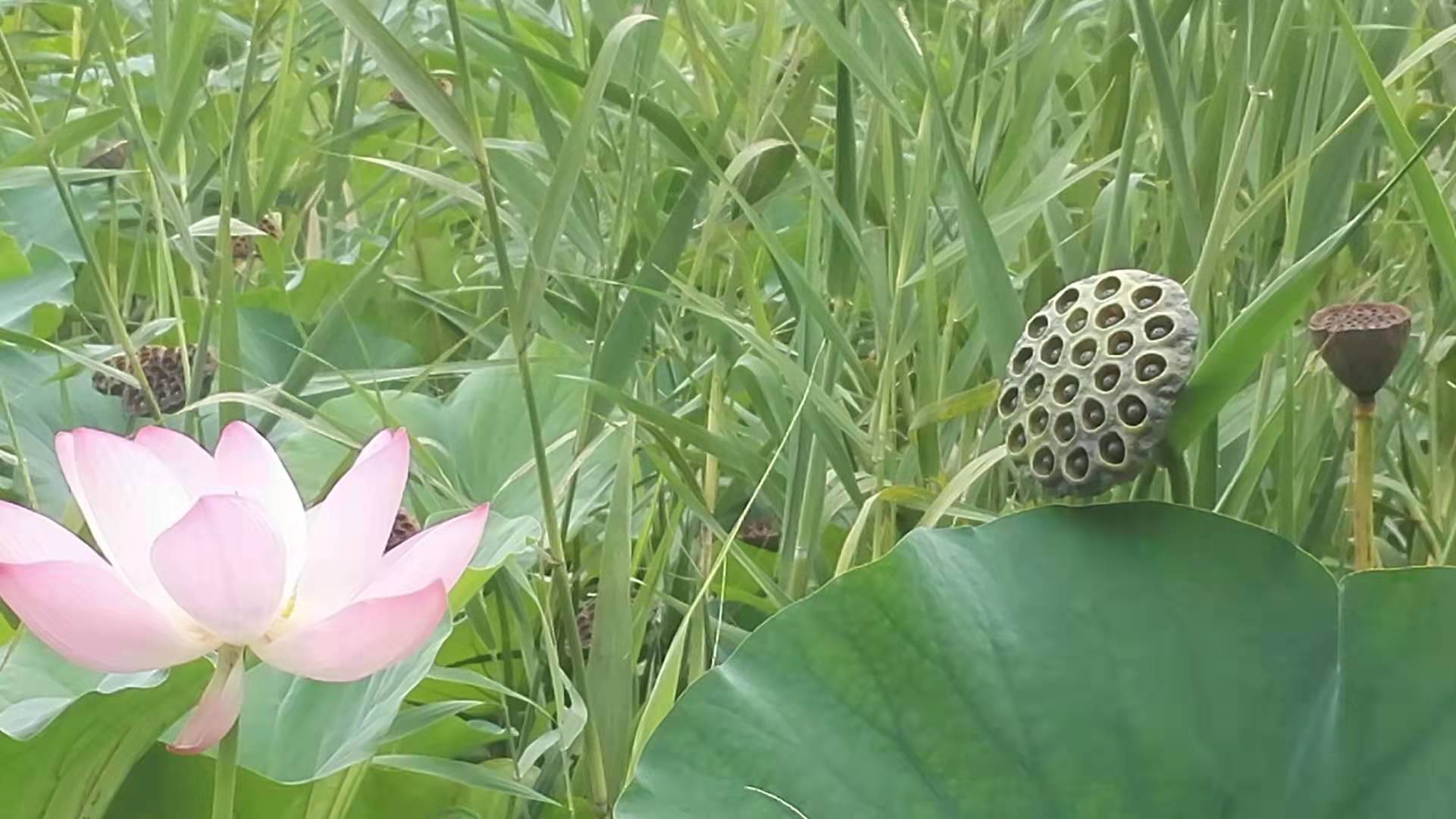 意象对话成长心得：用短暂的痛苦换来更久的愉悦