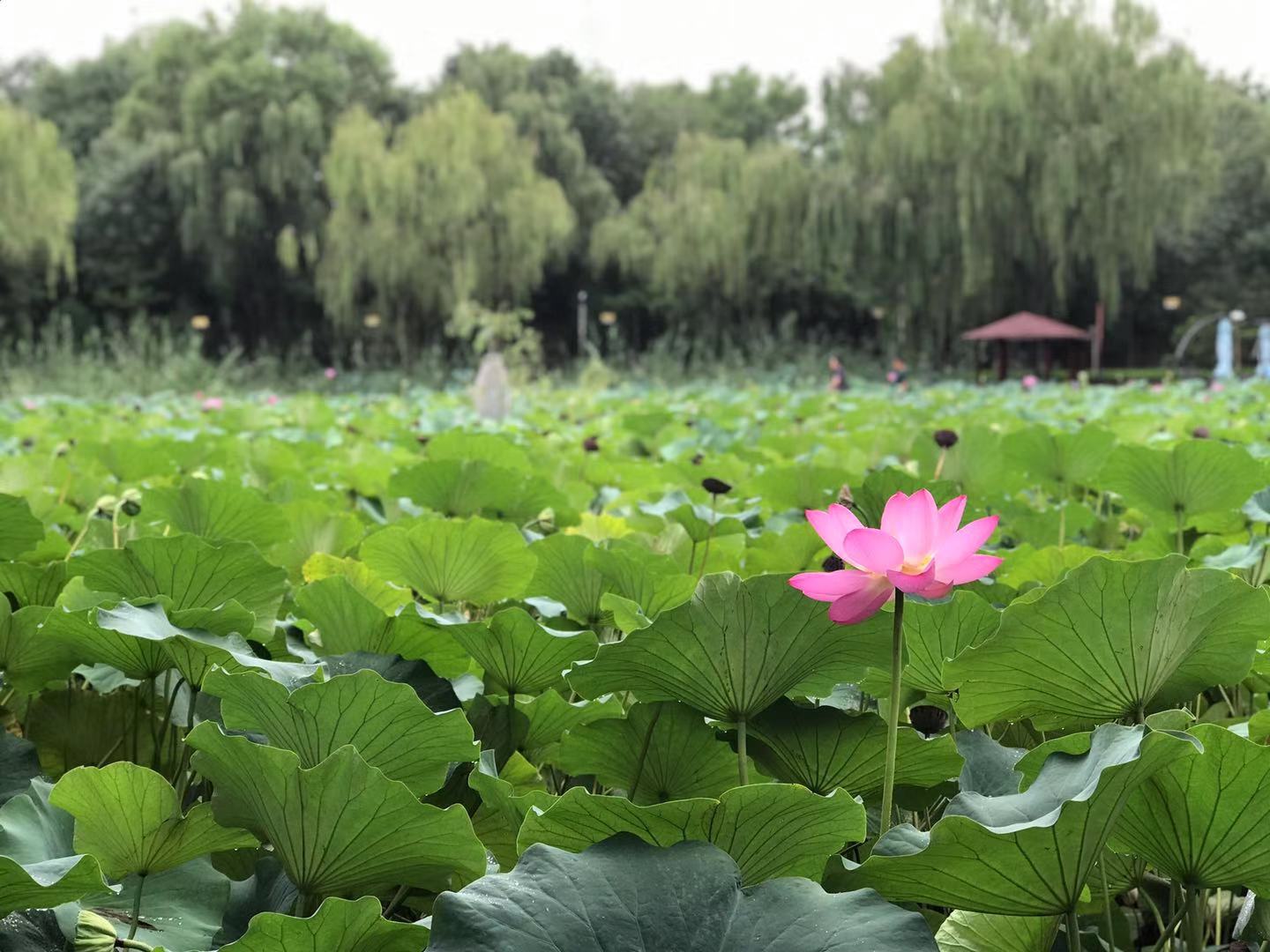 中国心理学漫谈｜今天你爱自己的身体了吗？