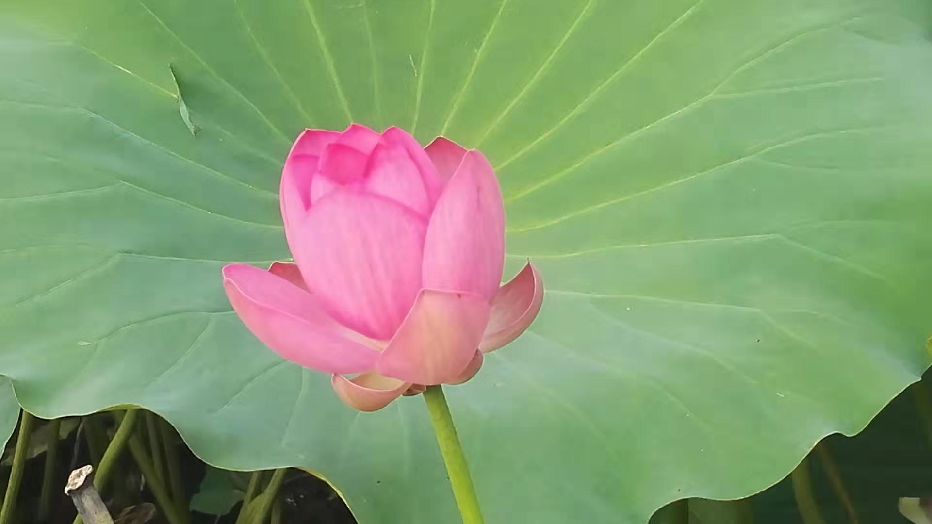 心理成长分享：鹅卵石，也是我的宝贝疙瘩