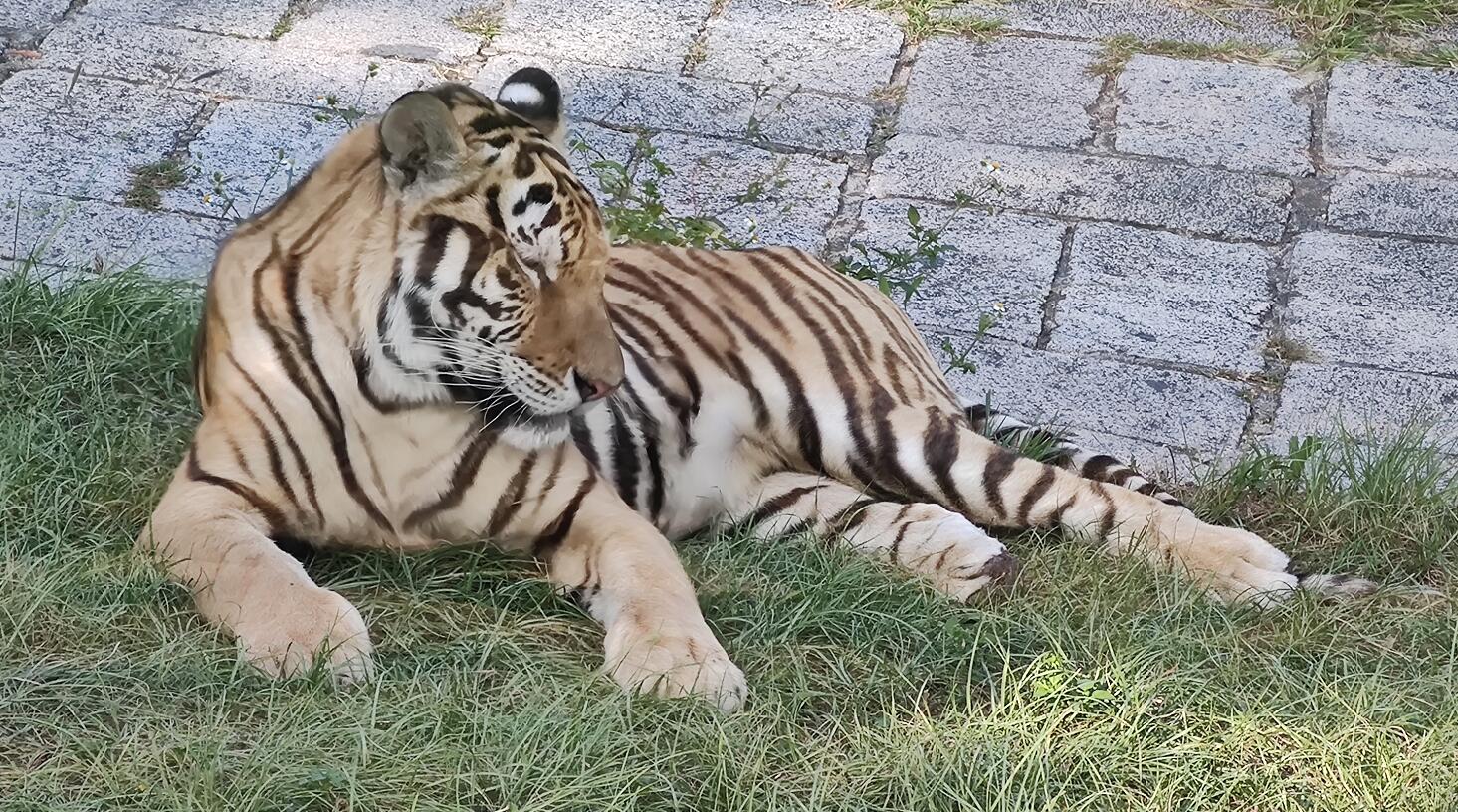 意象对话不提倡杀生，可意象中的老虎要捕猎吃肉，怎么办？
