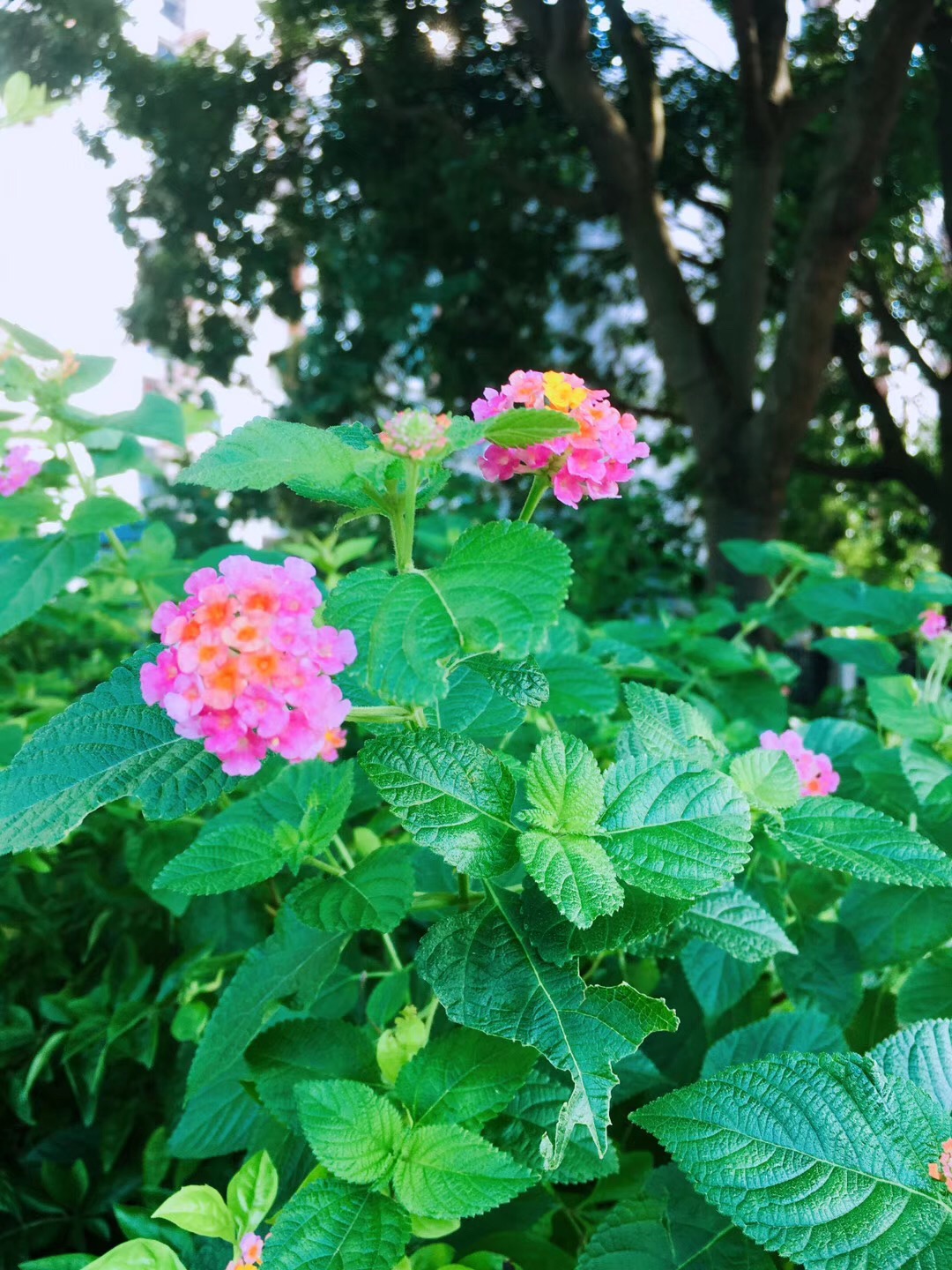 不同意象是否有普遍象征意义？还是因人而异？