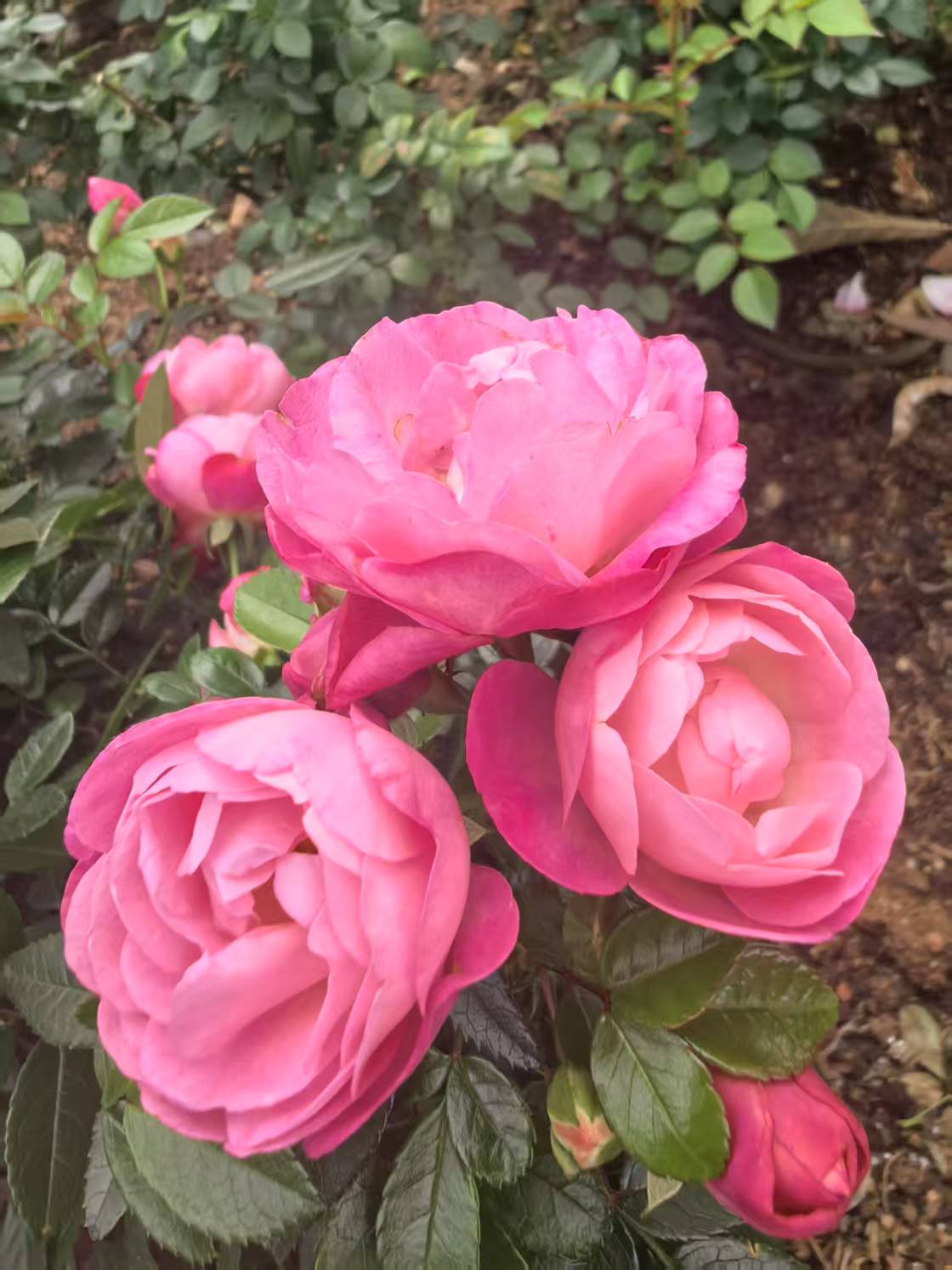 在心理咨询过程中，意象对话心理师如何处理自身的情绪和反应？