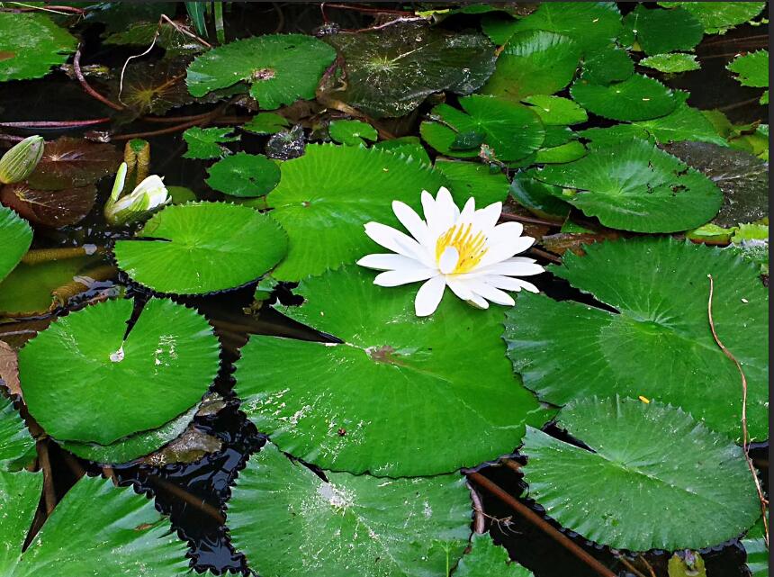 意象对话阴暗消极，积极心理学阳光积极？这个解释太形象了！
