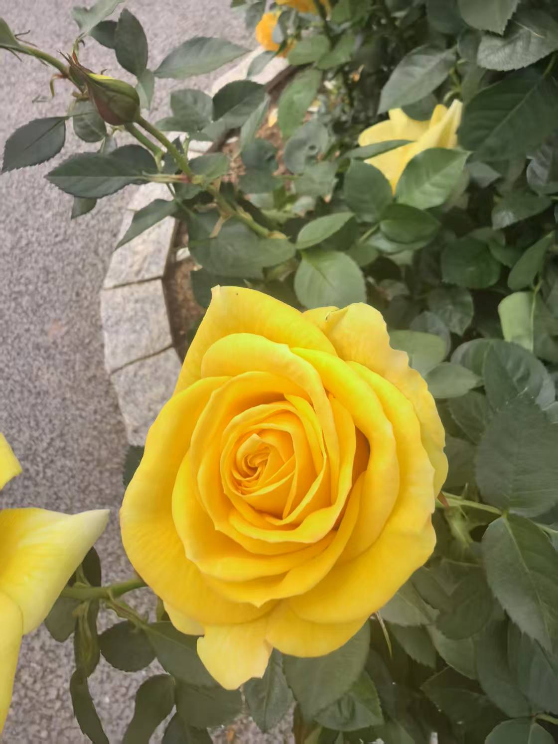 意象对话心理疗法是玩想象游戏吗？