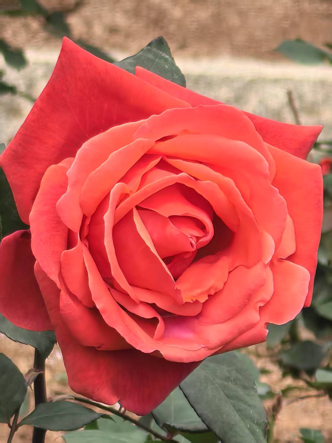 意象对话是否受荣格“原型理论”影响？