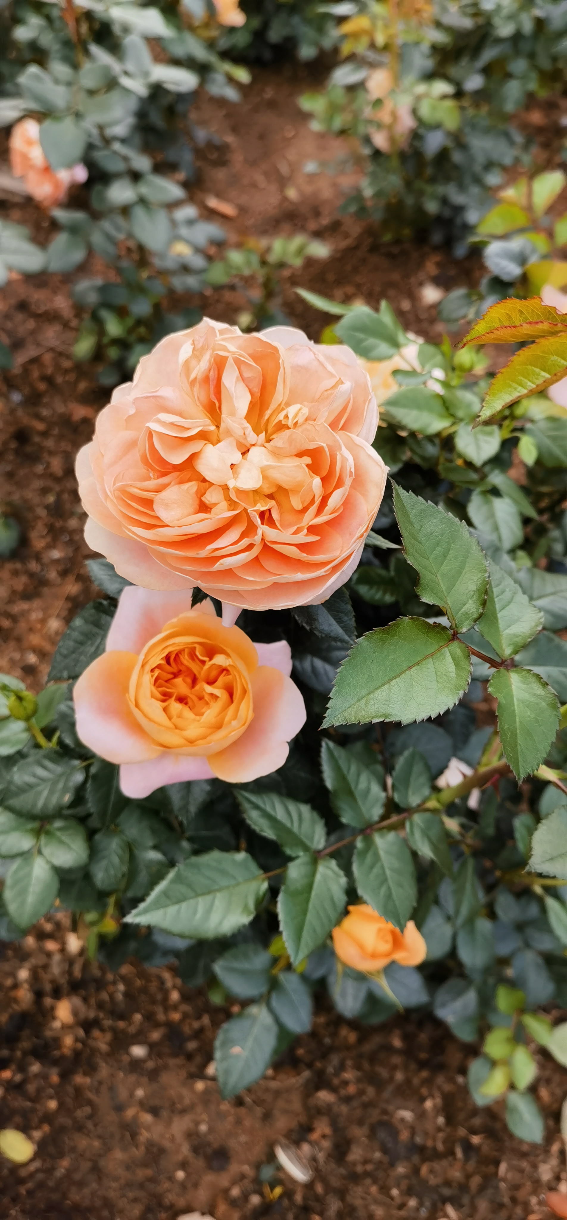 为什么通过意象能触及潜意识？