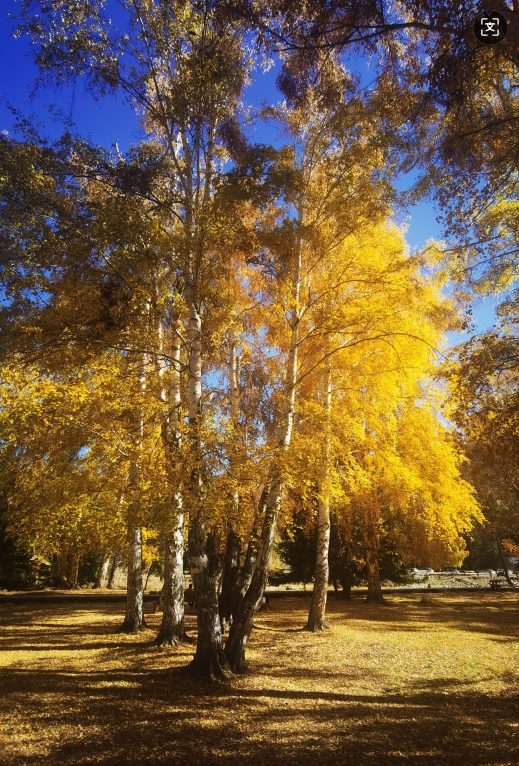 如何定义“意象”在心理学中的含义？