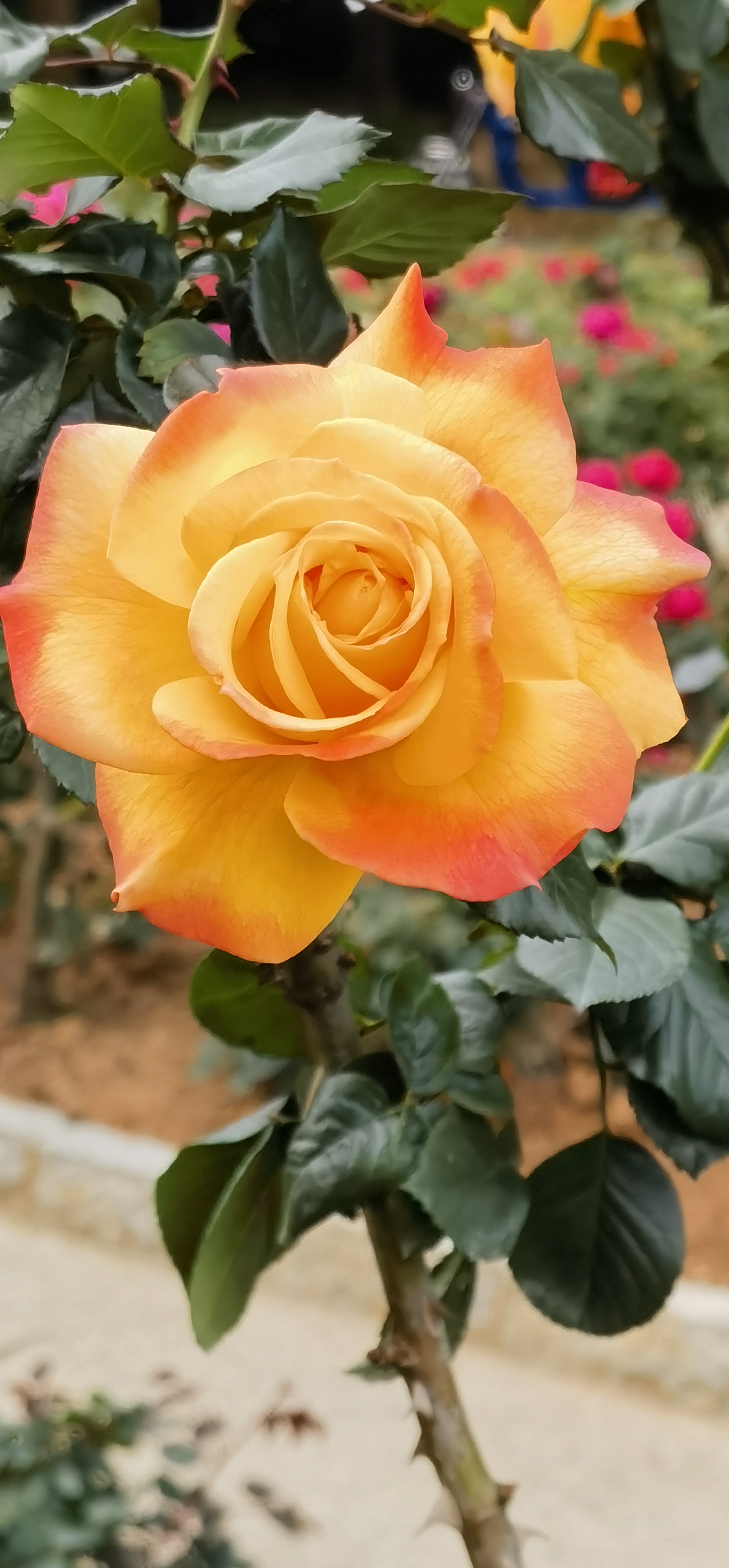 意象对话中级班拆分子人格，会不会拆了就装不回去了？