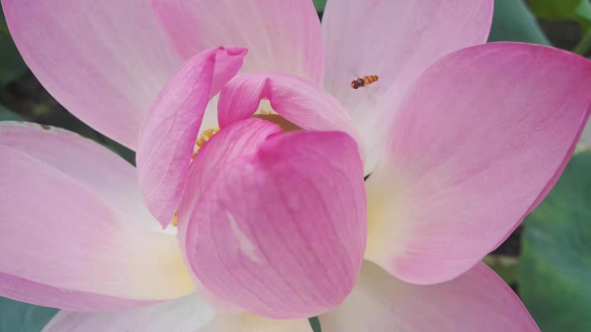 为什么要去参评珍珠级意象对话心理师？ 