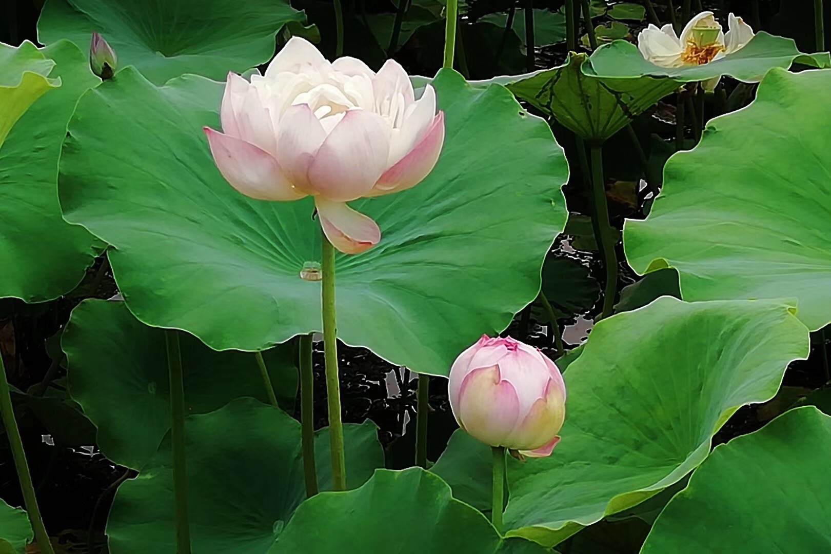 意象对话初级班哪位老师讲的更好？