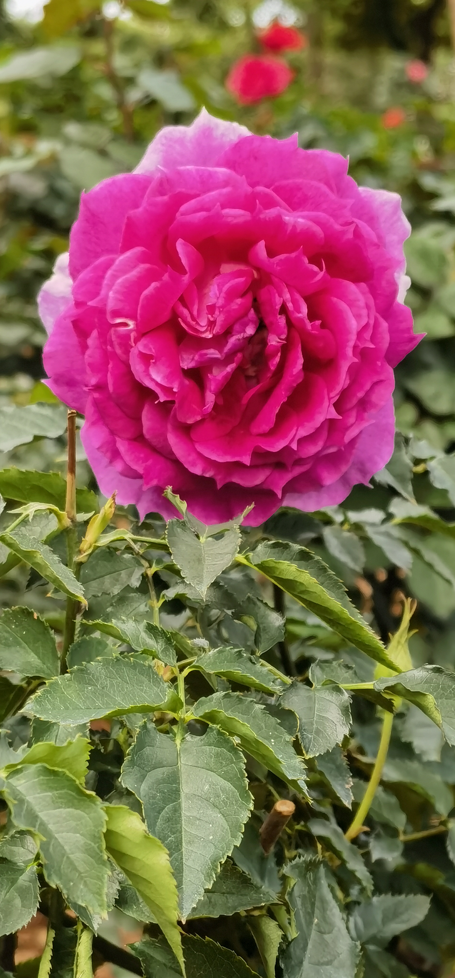 如何区分正常意象与心理问题的意象？