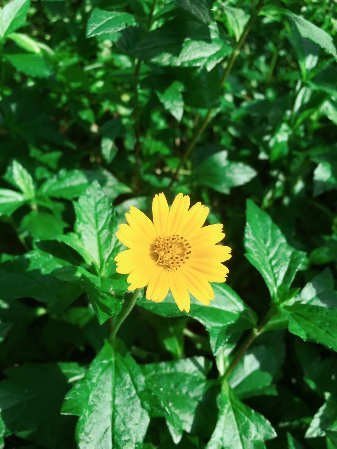 意象对话对创伤后应激障碍（PTSD）是否有效？