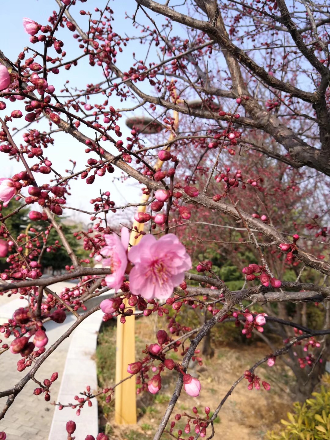 上过意象对话初级班后，我还要做一些什么？